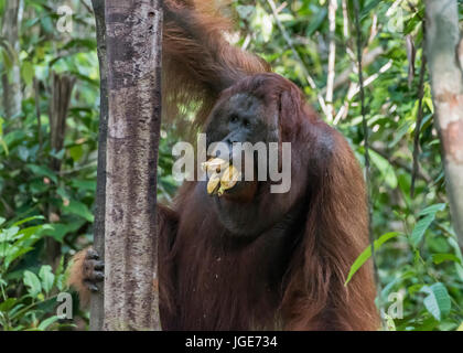 Mit Flansch, männliche Orang-utan mit Bananen durch den Wald, Tanjung Puting Nationalpark, Kalimantan, Indonesien Stockfoto