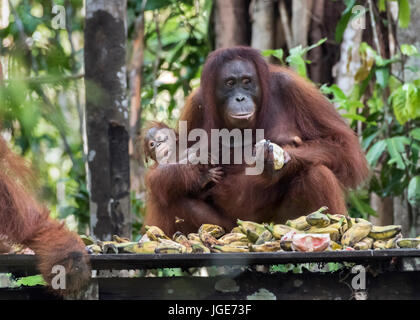 Baby und Mutter Angst vor einem großen männlichen Orang-utan, Feststoffeintrag, Tanjung Puting NP, Indonesien Stockfoto