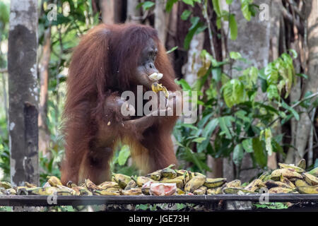 Baby orangutan versuchen, die Mutter von Banane an einer Futterstelle zu ergreifen, Tanjung Puting NP, Indonesien Stockfoto