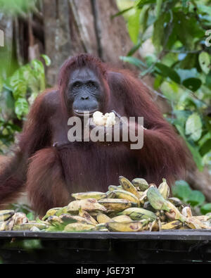 Weibliche Orang-utan, die versuchen, ihren Weg durch einen Haufen von Bananen an einer Futterstelle zu essen, Tanjung Puting NP, Indonesien Stockfoto