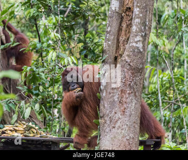 Große männliche Orang-utan greifen einige Bananen von der Fütterung Plattform, Tanjung Puting NP, Kalimatan, Indonesien Stockfoto