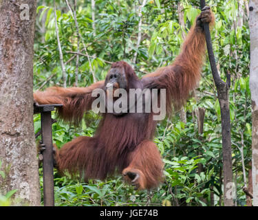 Große beherrschende wild männlichen Orang-utan schwimmen über der Fütterung Plattform, Tanjung Puting Nationalpark, Kalimantan, Indonesien Stockfoto