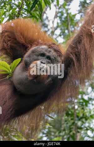 Porträt einer rot-dominante Männchen Orang-utan bärtigen, Tanjung Puting Nationalpark, Kalimantan, Indonesien Stockfoto