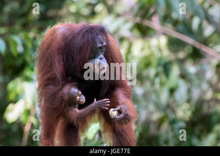 Baby orangutan versuchen, die Mutter von Banane an einer Futterstelle zu ergreifen, Tanjung Puting NP, Indonesien Stockfoto