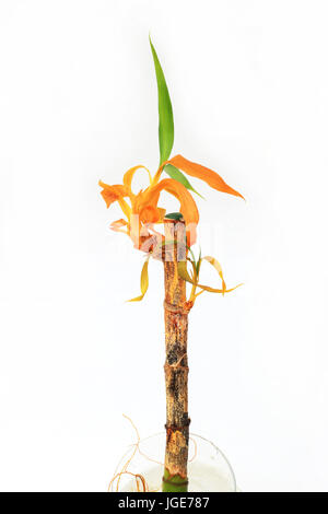 Sterbende Lucky Bamboo oder bekannt als Dracaena Braunii, Dracaena Sanderiana Solated vor weißem Hintergrund Stockfoto