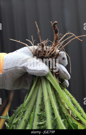 Cirsium Vulgare - Kratzdistel Stockfoto