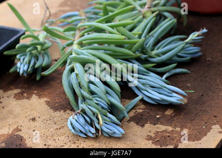 Blue Chalk Sticks saftig oder bekannt als Senecio Mandraliscae, blaue Finger Sukkulenten Stockfoto