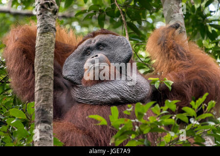 Dominante Männchen Orang-utan, Tanjung Puting Nationalpark, Kalimantan, Indonesien Stockfoto