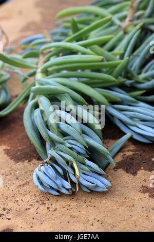 Blue Chalk Sticks saftig oder bekannt als Senecio Mandraliscae, blaue Finger Sukkulenten Stockfoto