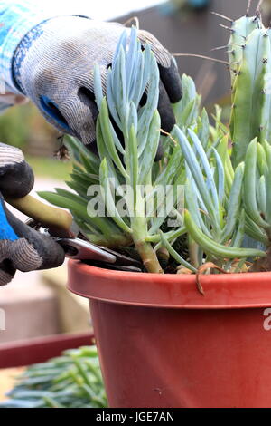 Blue Chalk Sticks saftig oder bekannt als Senecio Mandraliscae, blaue Finger Sukkulenten Stockfoto