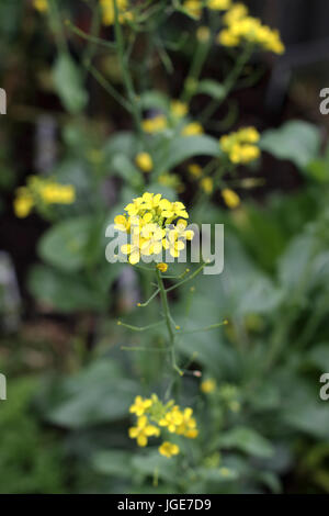 Brassica Rapa Brassica Rapa oder bekannt als Bok Choy Blüte Stockfoto