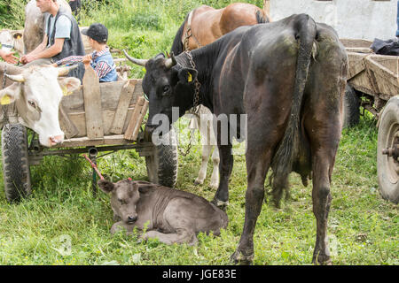 Ein Ventil und eine Kuh auf der Wiese auf dem offenen Markt in der Maramures-region Stockfoto