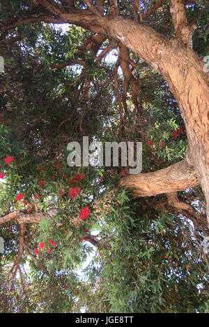 Sich abzeichnende Großbaum mit roten Blüten Stockfoto