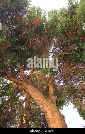 Sich abzeichnende Großbaum mit roten Blüten Stockfoto