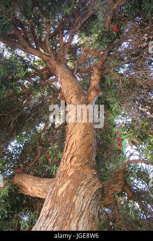 Sich abzeichnende Großbaum mit roten Blüten Stockfoto