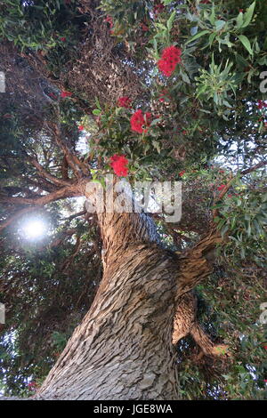 Sich abzeichnende Großbaum mit roten Blüten Stockfoto