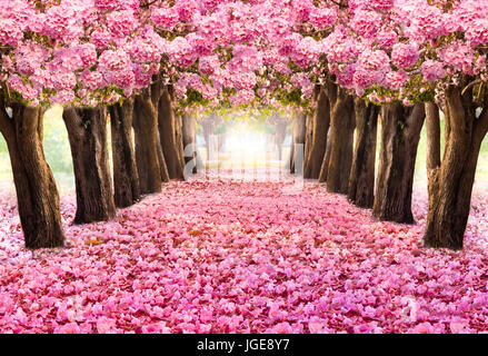 Der romantische Tunnel rosa Blume Bäume. Blüten blühen im Frühling - Sommer-Saison. Stockfoto