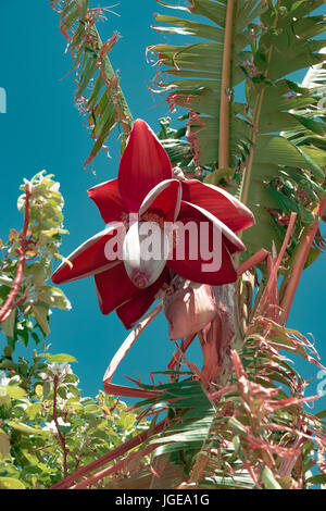 Bananenbaum, Blick eng zu sehen, die Bananen wachsen in Hülle und Fülle unter dem roten Blüten. Blauer Himmel macht einen wunderbare Boden zurück. Palm Springs, Kalifornien Stockfoto