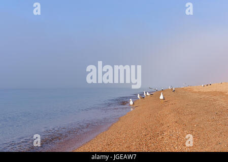 Möwen am Strand am Mittelmeer Stockfoto