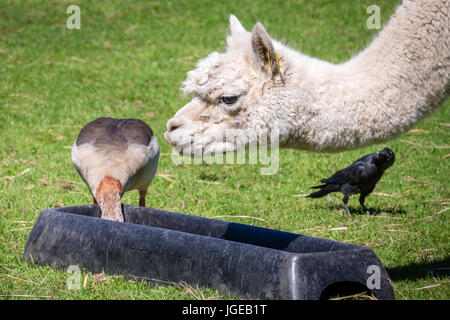 Ente stehlen Nahrungsmittel aus der Lama-Schüssel auf einem Bauernhof in Kent, England Stockfoto