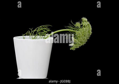 Minimale Stillleben - Dill Blume im weißen Topf.  Ammi Majus in weißen Topf auf schwarzem Hintergrund. Stockfoto