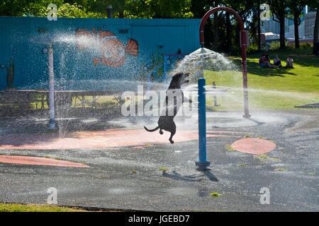 Schwarzer Hund spielen und springen im Wasser einen Sprühwinkel von City Park in Vancouver (Krabben Park). Lustig und fröhlich Hund. Stockfoto