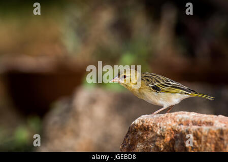 Weibliche Feuersbrunst maskiert Weber. (Ploceus Velatus Uluensis). Stockfoto