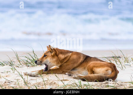 Dingo am 75 Mile Beach, Fraser Island, Queensland, Australien Stockfoto