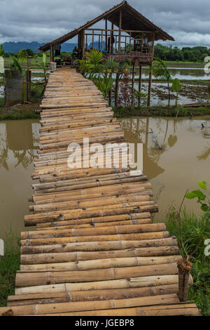 Reisfeld im südlichen Myanmar Stockfoto