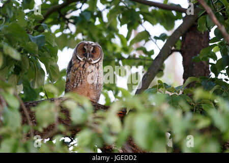 Eule auf Ast von Apfelbaum am Abend sitzen Stockfoto