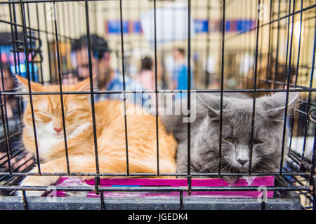 Porträt von zwei Katzen in Käfig schlafen im Litterbox für die Annahme Stockfoto