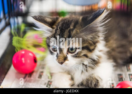 Porträt einer Tabby und weißen Kätzchen spielt mit pinkfarbenen Ball auf Zeitung für die Annahme Stockfoto