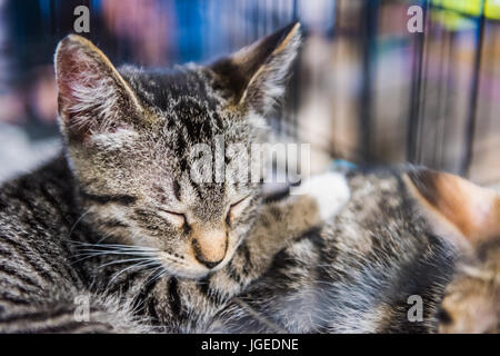 Nahaufnahme von zwei Braun Tabby Kitten in Käfig schlafen warten auf adoption Stockfoto