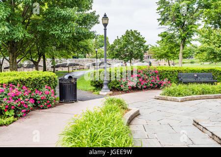 Friedrich, USA - 24. Mai 2017: Bunte Bank mit leuchtend rosa und roten Rosen Sträucher mit vielen Blumen in Baker Park von Carroll Creek in Maryland Stadt Stockfoto