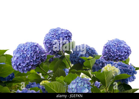Blaue Hortensie Blumen isoliert auf weißem Hintergrund Stockfoto