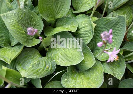 Hosta, Blaue Gelbrand-Funkie, Francess Williams, Stockfoto