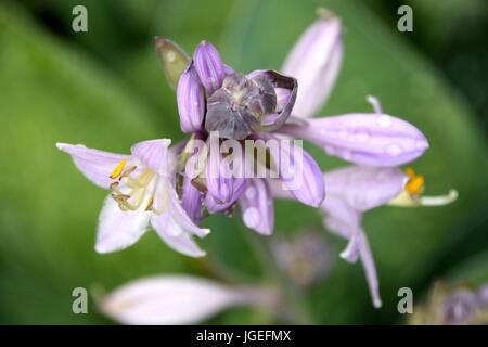 Hosta, Blaue Gelbrand-Funkie, Francess Williams, Stockfoto