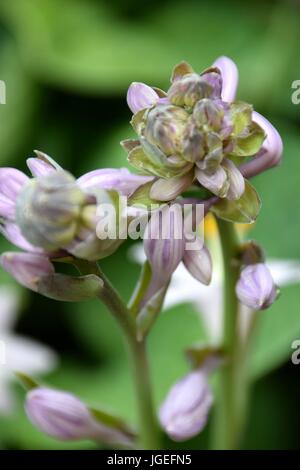 Hosta, Blaue Gelbrand-Funkie, Francess Williams, Stockfoto