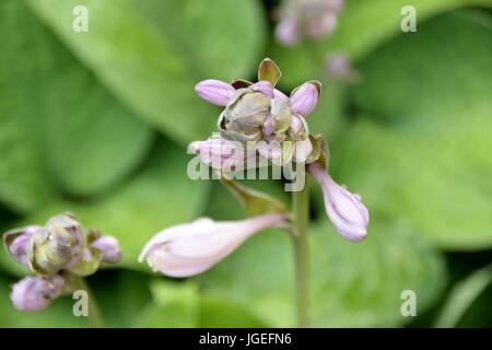 Hosta, Blaue Gelbrand-Funkie, Francess Williams, Stockfoto