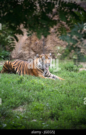 Schöne große Tiger liegend auf dem Rasen unter Blättern Stockfoto