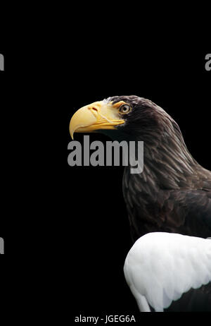 Porträt des jungen Adler mit gelbem Schnabel und weißen Flügeln auf schwarzem Hintergrund Stockfoto