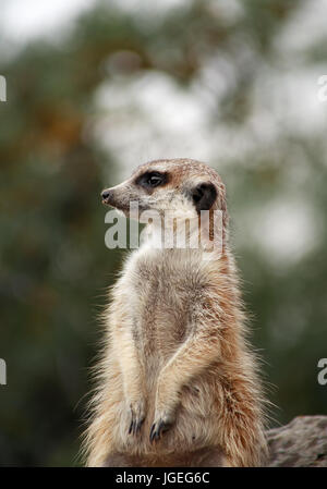 Nahaufnahme von alert Erdmännchen auf Stein stehen und schaut sich um Stockfoto