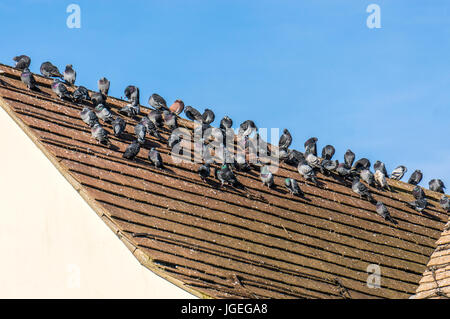 Verwilderte Tauben ruhen auf einem Ziegeldach in der kalten Wintersonne. Stockfoto