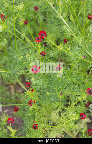 Herbst-Adonisröschen, Herbstadonisröschen, Adonis Annua, Adonis Autumnalis, Adonis Phoenicea, der Fasan-Eye, Adonis Blume, Herbst Adonis Autumn Ph Stockfoto