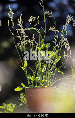 Sauerampfer Im Topf, Blumentopf, Wiesen-Sauerampfer, Sauer-Ampfer, Großer Sauerampfer, Ampfer, Rumex liegen, Sauerampfer, Garten Sauerampfer, Spinat Do Stockfoto