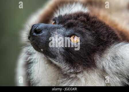 Ein sehr enger Foto des Leiters der schwarzen und weißen Ruffed Lemuren zeigt Auge Detail und Fell Textur Stockfoto