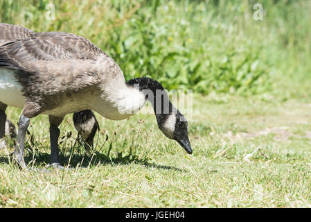 Kanadagans (Branta Canadensis) Weiden Stockfoto