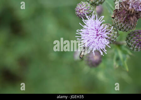 Schleichende Distel (Cirsium Arvensae) mit der Unterseite des ein Hoverfly zeigen Stockfoto