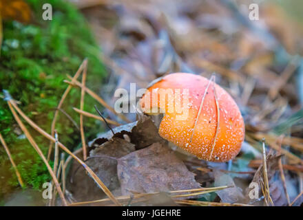 Wachsen Sie unter den grünen Moos und Laub schöne rote giftige Pilz Amanita. Stockfoto