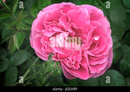 Blühen Sie im Garten unter den grünen Blättern die schöne rose geformte Pfingstrose. Stockfoto